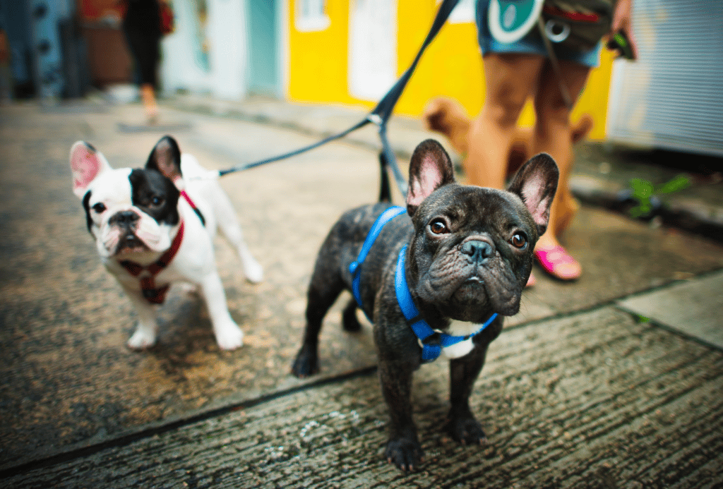 pet french bulldogs walking